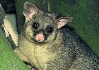 A possum in a tree