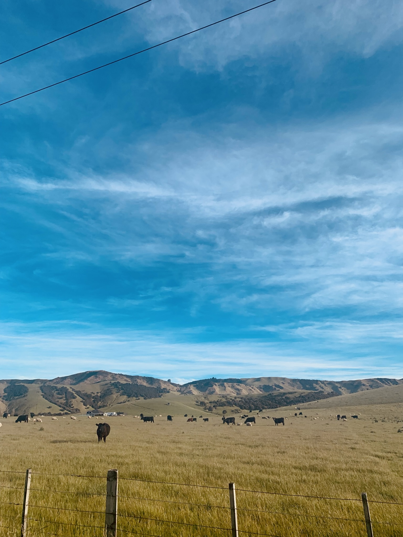 A view of a cow pasture under a bright blue sky