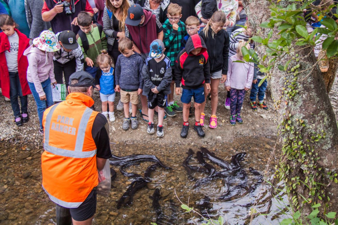 Tamariki feeding the tuna (eels) at the Battle Hill Farm Day