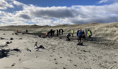 Volunteers planting on coastal dunes