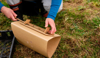 A planting day volunteer constructing a cardboard windbreak for a young plant