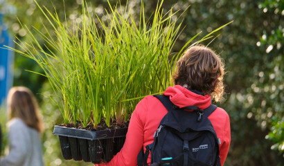 A volunteer at a planting day carrying a tray of seedlings