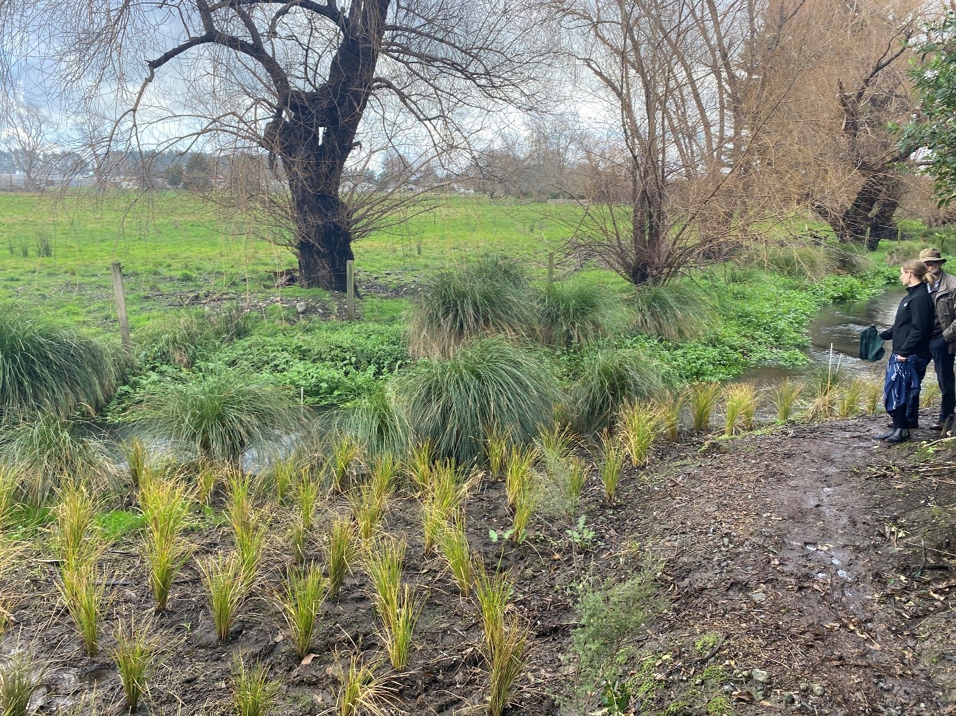 View of Pāpāwai Mangarara Stream and the newly planted seedlings