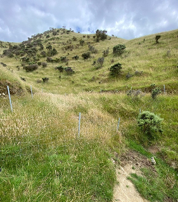 View into a gully at Battle Hill