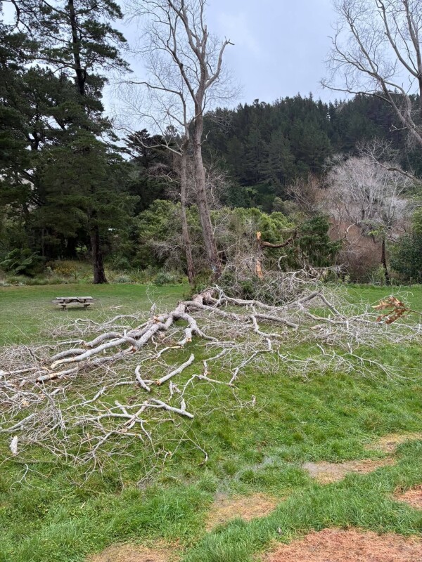 Fallen tree at the campground at Battle Hill Farm Forest Park