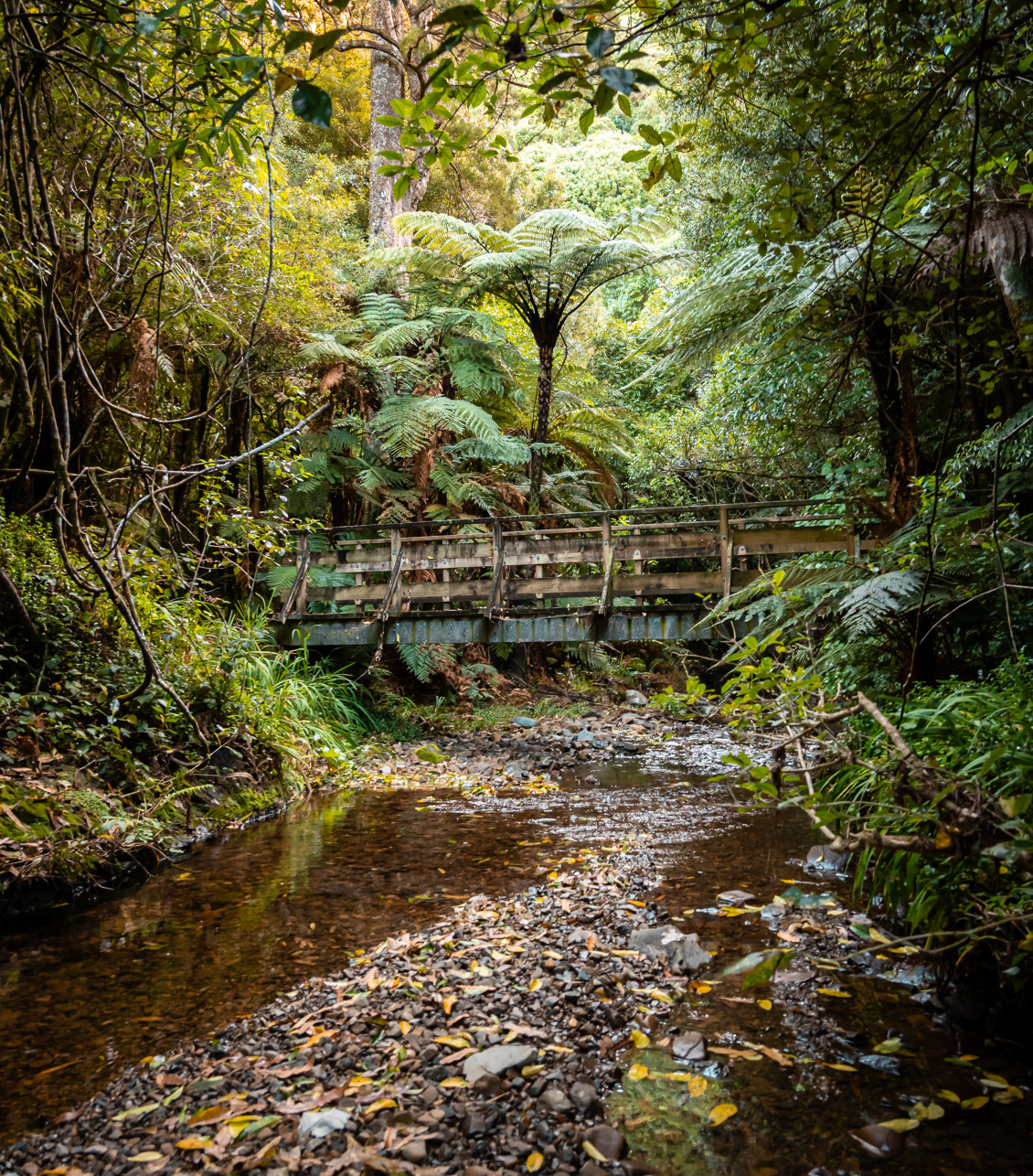 A bridge across a small river in Belmont Regional Park