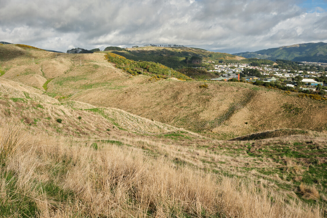 The hills of Belmont Park, dotted with new saplings from a planting day