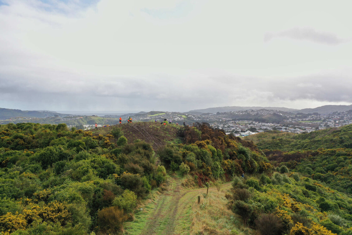 The landscape of Belmont Regional Park; on the closest hill, volunteers are planting seedlings
