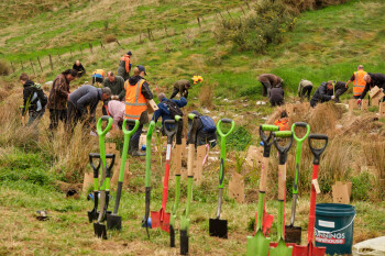 A planting day at Belmont Regional Park - in the foreground a dozen spades are stuck into the ground, and in the background volunteers work on planting seedlings