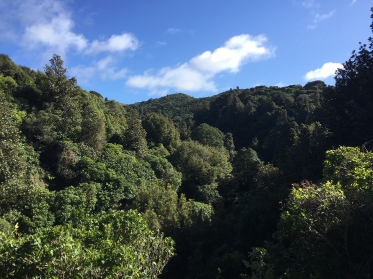 Kelson area native bush in Belmont Regional Park 