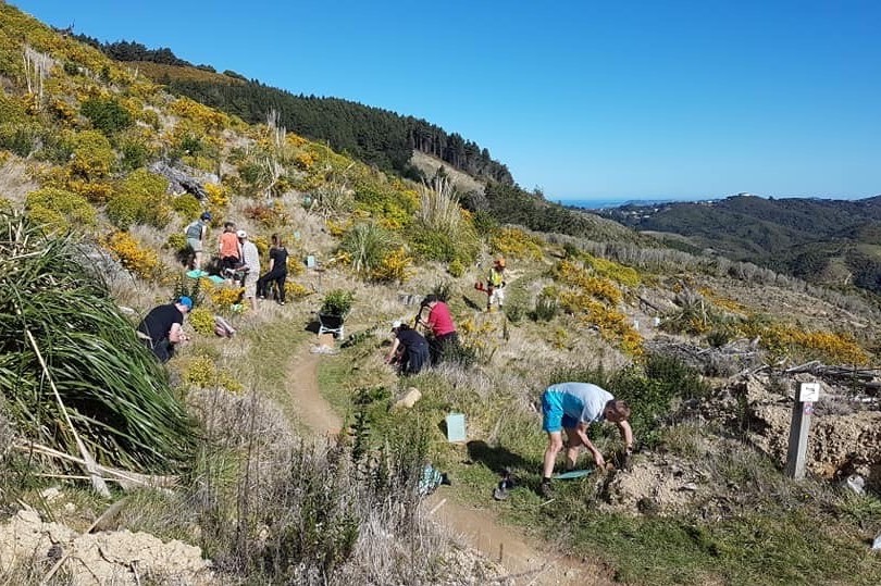 A group of people planting in the area where the pines were removed in the vicinity of Stratton Street.