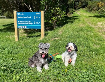 Two dogs sit on the grass in the sun at the head of Waihora Loop Track in Belmont Regional Park