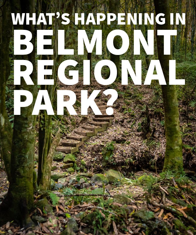 A winding wooden staircase up a slight rise in Belmont Regional Park