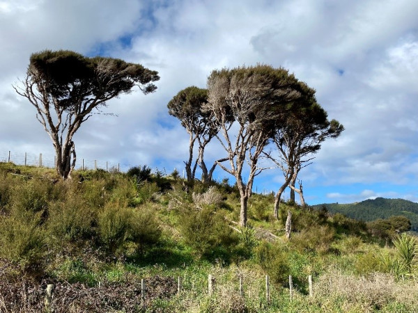 Old kānuka trees at QEP