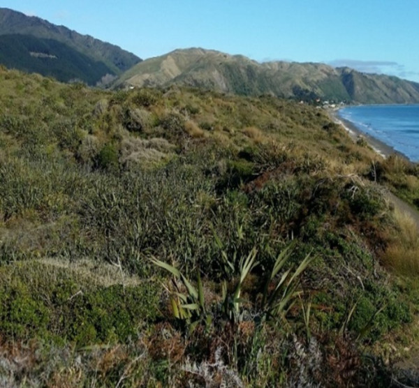 Plants regrowing on the side of a dune