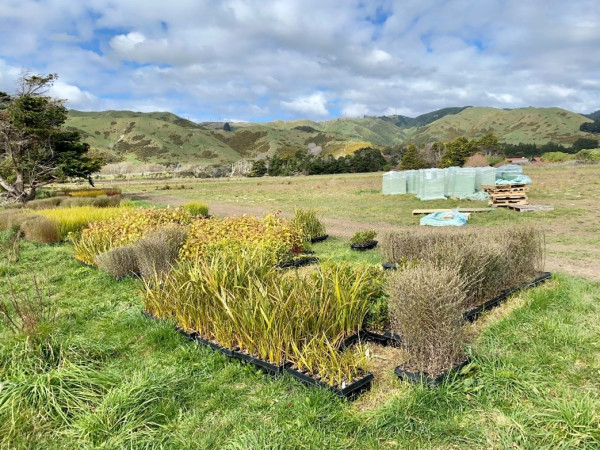 Seedlings waiting to be planted