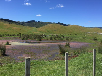 A fenced wetland being used as a grazing area