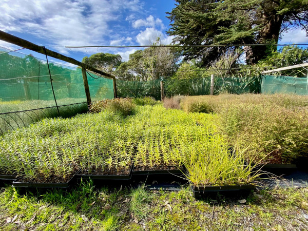 Seedling inside the nursery