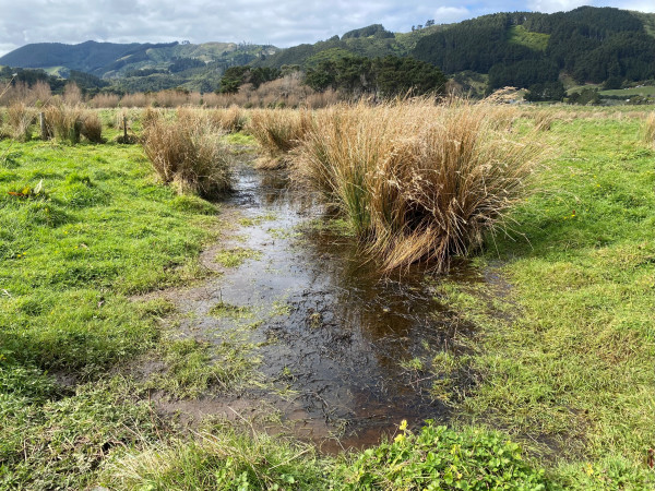 A wetland in QEP