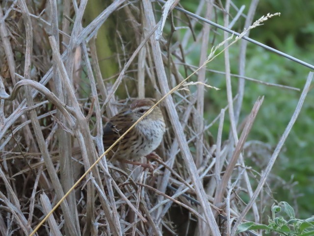 A fern bird perched on a branch