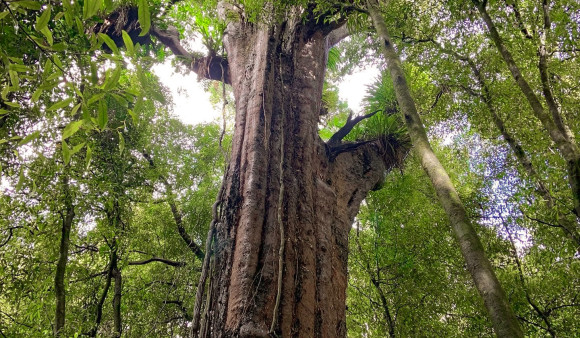 Wainuiomata Old Forest Walk