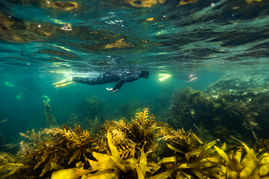 Snorkelers swim above a forest of seaweed