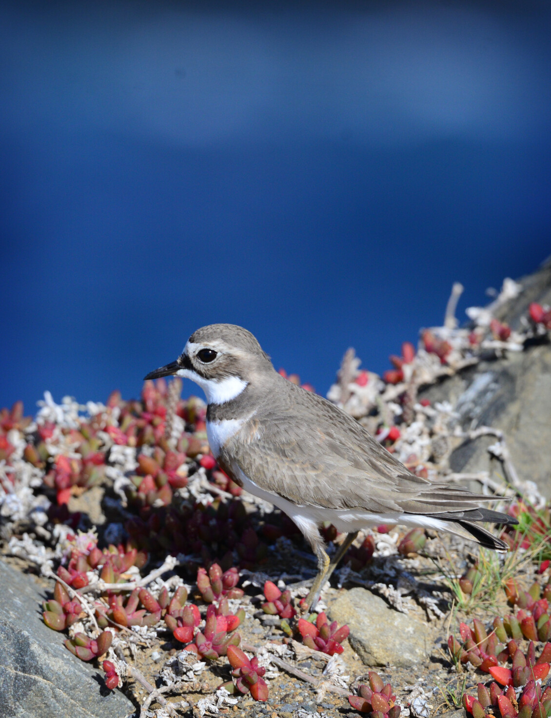 Banded dotterel standing among red coastal succulent plants and rocks, with blue water in the background