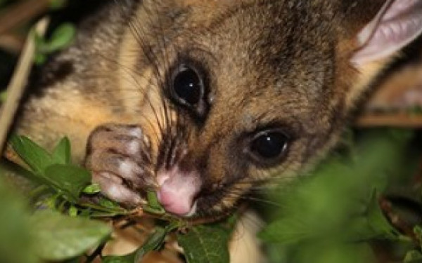 Possum 02 Photo credit Christopher Watson Mentone Victoria Australia ND FillWzU4MCwzMzhd v3