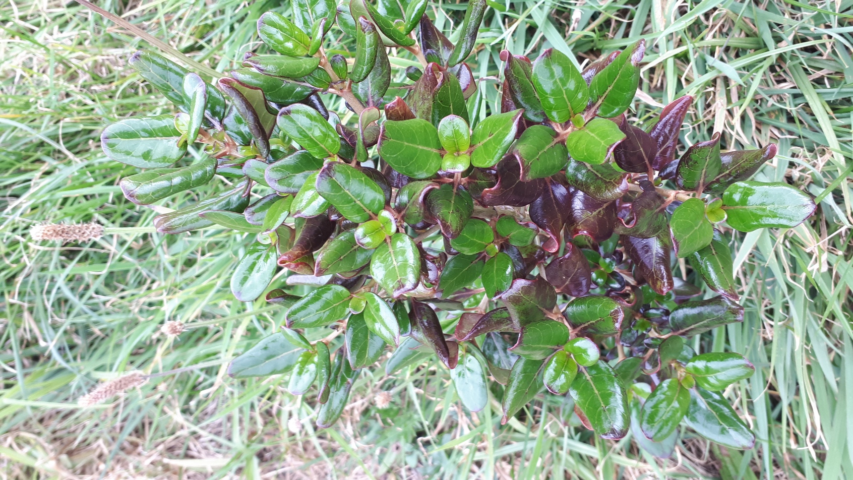 Shows red coprosma cultivar