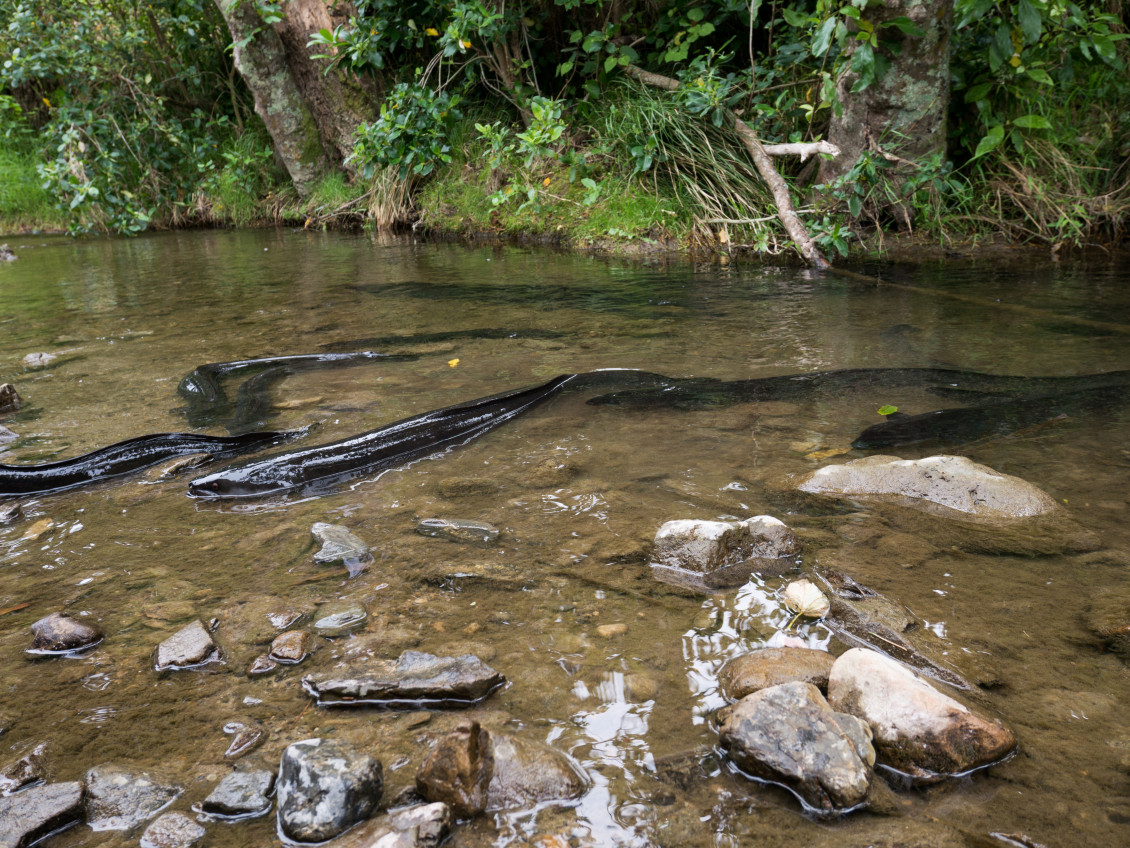 eel P1150317