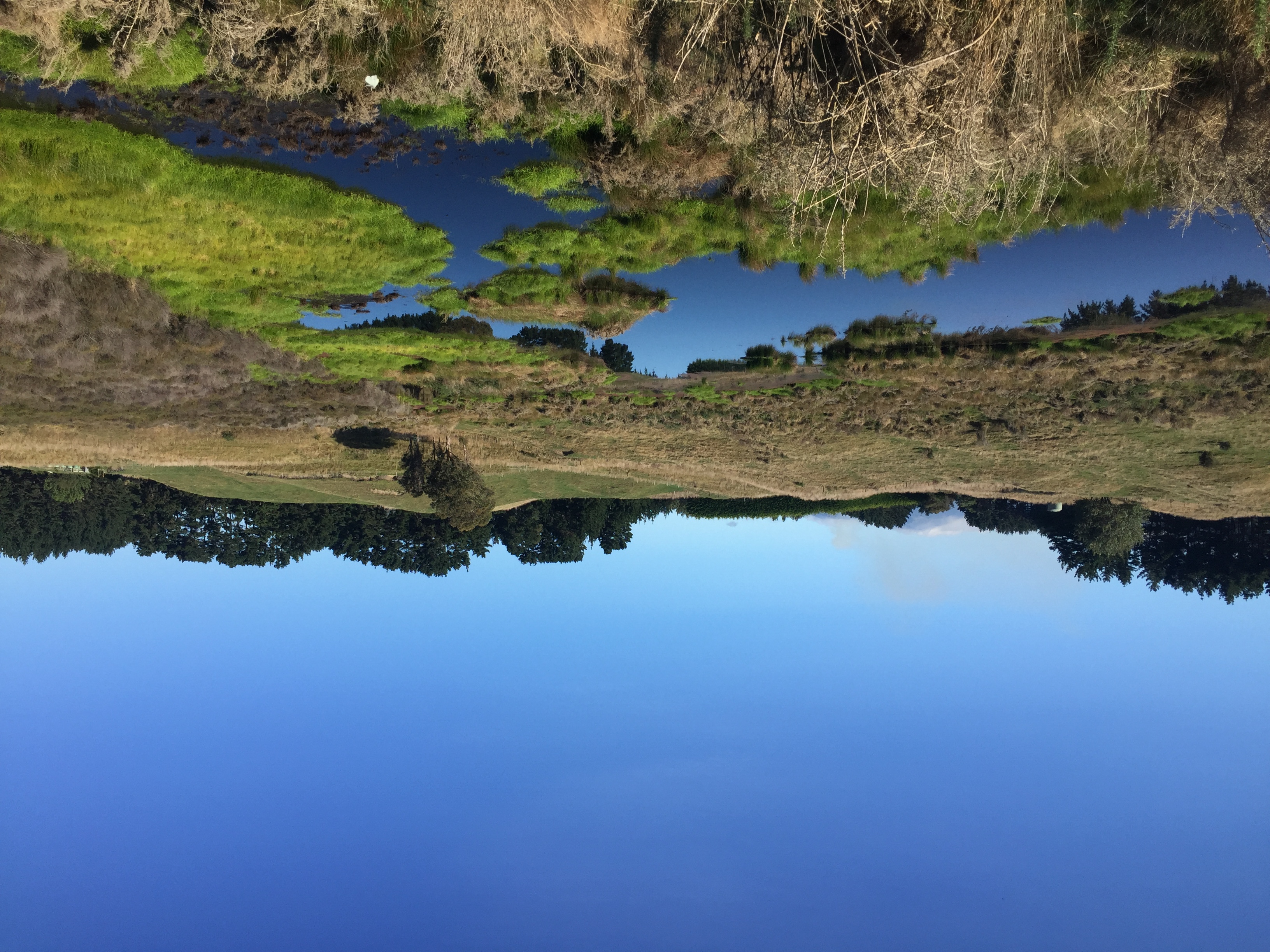 A view across a grassy wetland