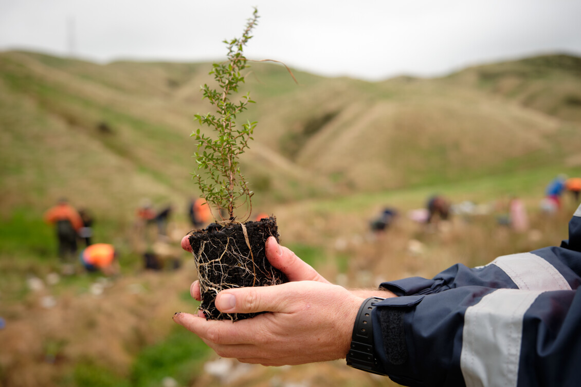 J002246 Belmont Porirua Planting Day 2023 36