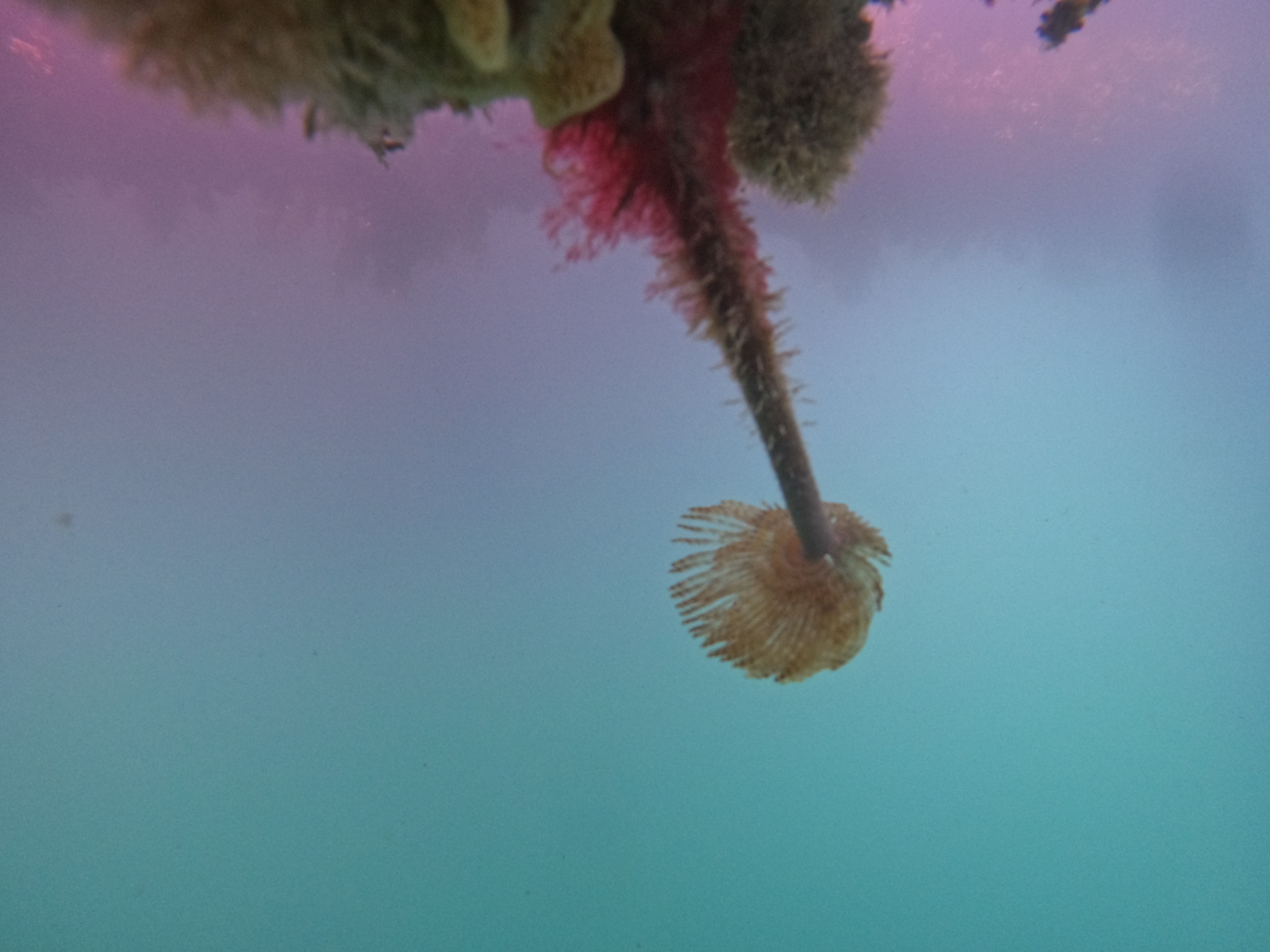 Mediterranean fanworm, a tube fixed to a surface or in sediment, with long feathery tentacles that look like a single spiral fan and extend out of the top of the tube