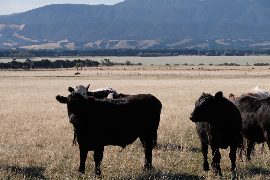 Wairarapa farm