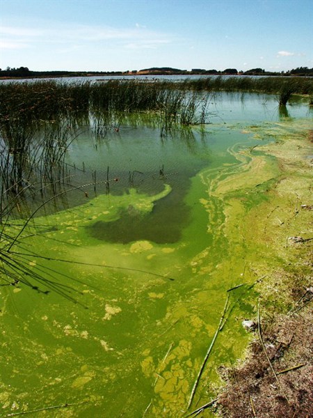 A bright green bloom of lake algae