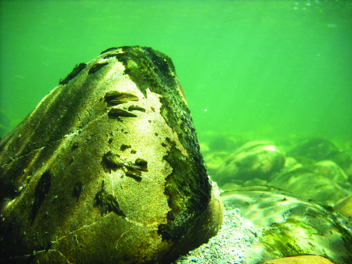 Toxic algae on a rock under the water, dark green and mossy looking