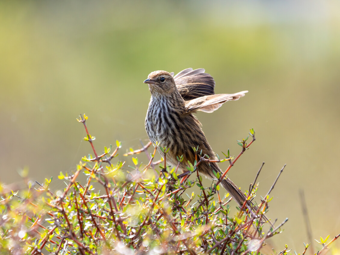 Mātātā - Fernbird