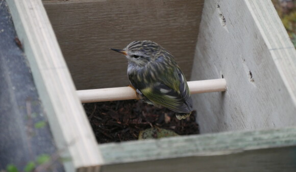 A titipounamu reluctant to fly out of its release box