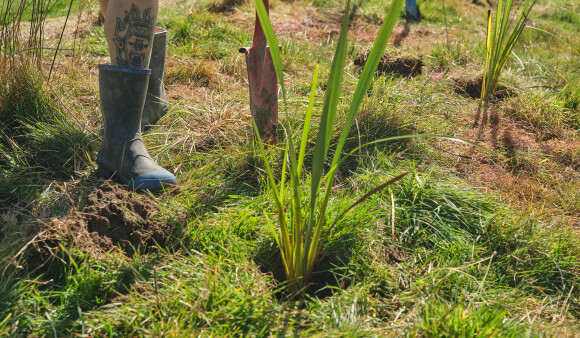 A seedling being planted at an Ahu Collective planting day