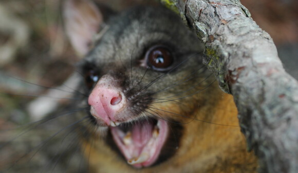 Close up on a possum's face